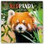 Red Panda - Rote Pandas - Rote Pandabären 2026 - Wand-Kalender