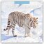 Snow Animals - Arktische Tiere 2026 - 16-Monatskalender