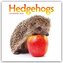 Hedgehogs - Igel 2026 - Wand-Kalender