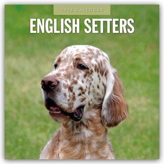 English Setters - Englisch Setter 2026 - 16-Monatskalender