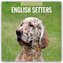 English Setters - Englisch Setter 2026 - 16-Monatskalender