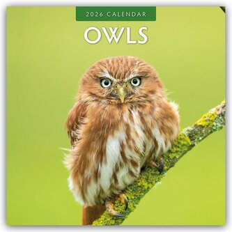 Owls - Eulen 2026 - 16-Monatskalender
