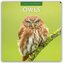 Owls - Eulen 2026 - 16-Monatskalender