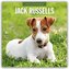 Jack Russells - Jack Russell Terrier 2026 - 16-Monatskalender