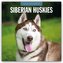 Siberian Huskies - Sibirischer Husky - Sibirische Huskys 2026 - 16-Monatskalender