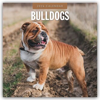 Bulldogs - Bulldoggen 2026 - 16-Monatskalender