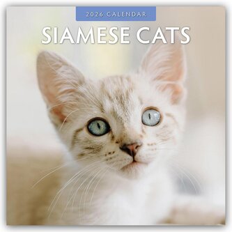 Siamese Cats - Siamkatzen - Siamesische Katzen 2026 - 16-Monatskalender
