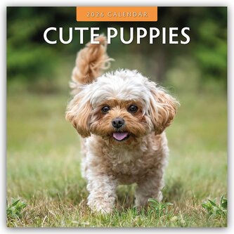 Cute Puppies - Niedliche Hundewelpen 2026 - 16-Monatskalender