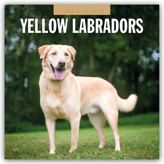 Yellow Labrador Retrievers - Gelber Labrador Retriever 2026 - 16-Monatskalender