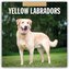 Yellow Labrador Retrievers - Gelber Labrador Retriever 2026 - 16-Monatskalender