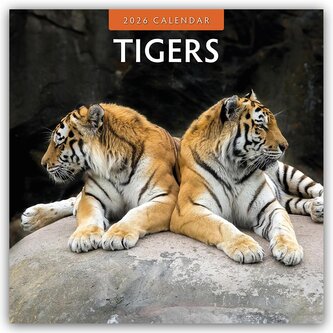 Tigers - Tiger 2026 - 16-Monatskalender