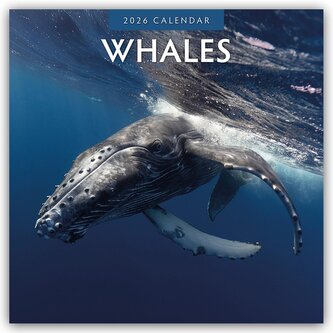 Whales - Wale 2026 - 16-Monatskalender