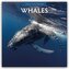 Whales - Wale 2026 - 16-Monatskalender