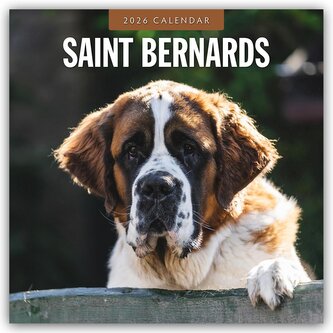 Saint Bernards - Bernhardiner 2026 - 16-Monatskalender