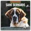 Saint Bernards - Bernhardiner 2026 - 16-Monatskalender