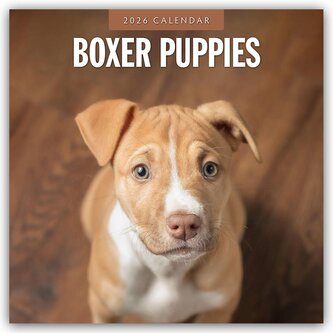 Boxer Puppies - Deutsche Boxer Welpen 2026 - 16-Monatskalender