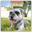 Schnauzer 2026 - 16-Monatskalender