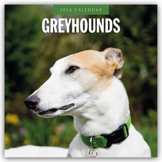 Greyhound - Windhund 2026 - 16-Monatskalender