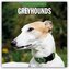 Greyhound - Windhund 2026 - 16-Monatskalender