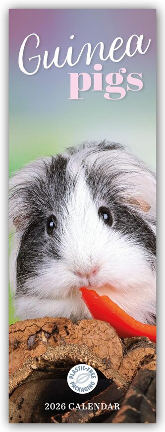 Guniea Pigs - Meerschweinchen 2026 - Slimline-Kalender