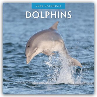 Dolphins - Delfine 2026 - 16-Monatskalender