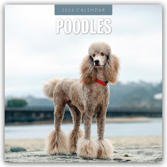 Poodles - Pudel 2026 - 16-Monatskalender