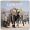Elephants - Elefanten 2026 - 16-Monatskalender