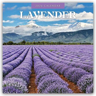 Lavender - Lavendel 2026 - 16-Monatskalender