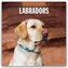 Labradors - Labradore - Labrador Retriever 2026 - 16-Monatskalender