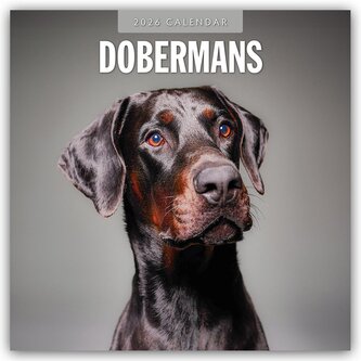 Dobermans - Dobermann 2026 - 16-Monatskalender