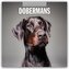 Dobermans - Dobermann 2026 - 16-Monatskalender
