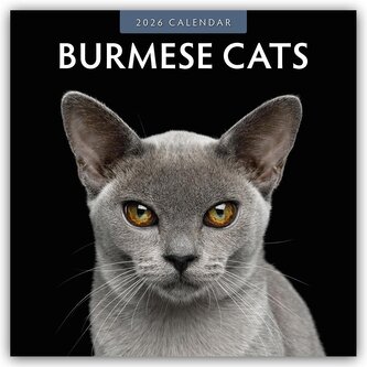 Burmese Cats - Burma-Katzen - Burmese 2026 - 16-Monatskalender