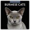 Burmese Cats - Burma-Katzen - Burmese 2026 - 16-Monatskalender