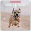 Border Terriers - Border Terrier 2026 - 16-Monatskalender