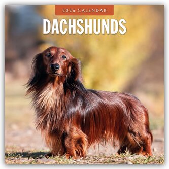Dachshunds - Dackel - Dachshunde 2026 - 16-Monatskalender
