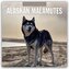 Alaskan Malamutes - Alaskischer Malamute 2026 - 16-Monatskalender