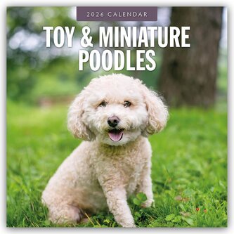 Toy and Miniature Poodles - Zwergpudel 2026 - 16-Monatskalender