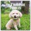 Toy and Miniature Poodles - Zwergpudel 2026 - 16-Monatskalender