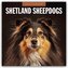 Shetland Sheepdogs - Sheltie 2026 - 16-Monatskalender