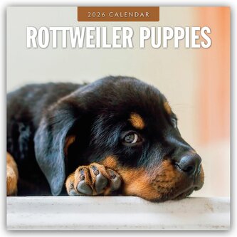 Rottweiler Puppies - Rottweiler Welpen 2026 - 16-Monatskalender