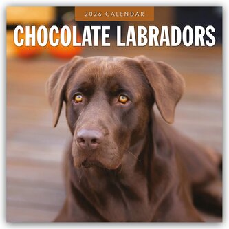 Chocolate Labrador Retrievers - Schokoladenbraune Labrador Retriever 2026 - 16-Monatskalender