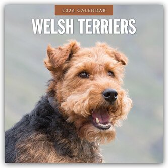 Welsh Terriers - Welsh Terrier 2026 - 16-Monatskalender