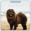 Chow Chows - Chow Chow 2026 - 16-Monatskalender