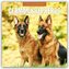 German Shepherds - Deutscher Schäferhund 2026 - 16-Monatskalender
