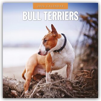 Bull Terriers - Bullterrier 2026 - 16-Monatskalender