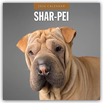 Shar-Pei - Chinesischer Faltenhund 2026 - 16-Monatskalender