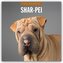 Shar-Pei - Chinesischer Faltenhund 2026 - 16-Monatskalender