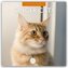 Ginger Cats - Rote Katzen - Gingerkatzen 2026 - 16-Monatskalender