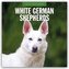 White German Shepherds - Weißer Deutscher Schäferhund 2026 - 16-Monatskalender