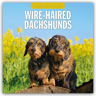 Wire-Haired Dachshunds - Rauhaardackel 2026 - 16-Monatskalender